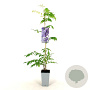 Wisteria sinensis 'Caroline' 80-100 cm 2,5L