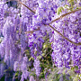 Wisteria sinensis 'Motorla' 80-100 cm 2,5L