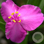 Tradescantia (A) 'Rubra' GM P9