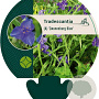 Tradescantia (A) 'Zwanenburg Blue' GM P9
