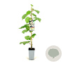 Actinidia deliciosa Solissimo 80-100 cm 2,5L