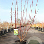 Cornus alba 'Aurea' 80-100 cm 10L