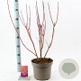 Cornus alba 'Sibirica' 60-80 cm 5,0L
