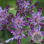 Tricyrtis formosana 'Dark Blue' GM P9