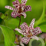 Tricyrtis hirta GM P9