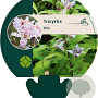 Tricyrtis hirta GM P9