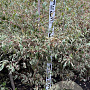 Cornus alternifolia 'Argentea' 100-125 cm met kluit