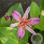 Tricyrtis latifolia Hototogisu' GM P9