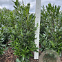 Prunus l. 'Caucasica' 120-140 cm met kluit