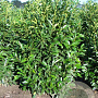 Prunus l. 'Herbergii' 175-200 cm draadkluit