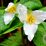 Trillium grandiflorum GM P9