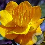 Trollius chinensis 'Golden Queen' GM P9
