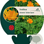 Trollius chinensis 'Golden Queen' GM P9