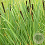 Typha latifolia GM P9