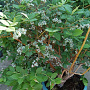 Vaccinium c. Blue Suede 70 cm 2,0L