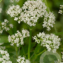 Valeriana officinalis GM P9