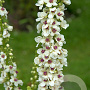 Verbascum chaixii 'Album' GM P9
