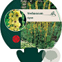 Verbascum nigrum GM P9