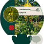 Verbascum olympicum GM P9
