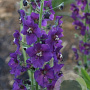 Verbascum phoeniceum GM P9
