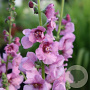 Verbascum 'Pink Domino' GM P9