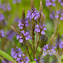 Verbena hastata GM P9