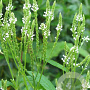 Verbena hastata 'Alba' GM P9