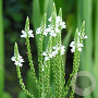 Verbena hastata 'Alba' GM P9