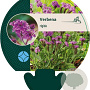Verbena rigida GM P9
