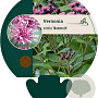 Vernonia crinita 'Mammuth' GM P9