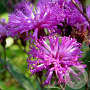 Vernonia crinita 'Mammuth' GM P9