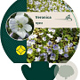 Veronica repens GM P9