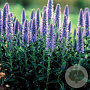 Veronica spicata GM P9