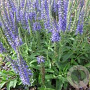Veronica spic. 'Nana Blauteppich' GM P9
