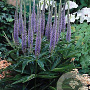 Veronica spic. 'Ulster Dwarf Blue' GM P9