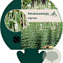 Veronicastrum virginicum GM P9