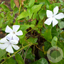 Vinca major 'Alba' GM P9