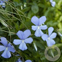 Viola (C) 'Boughton Blue' GM P9