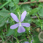 Viola cornuta GM P9