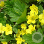 Waldsteinia geoides GM P9