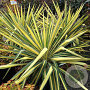 Yucca flaccida 'Golden Sword' GM 2,0L