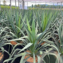 Yucca gloriosa 3,0L