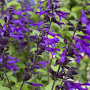 Salvia 'Amistad' GM P9