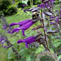 Salvia 'Amistad' GM P9