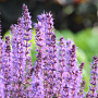 Salvia nemorosa 'Mother Tilley' GM P9