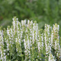 Salvia nemorosa 'Sensation Medium White' GM P9