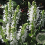 Salvia nemorosa Snow Hill GM P9