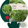Salvia officinalis GM P9