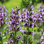 Salvia officinalis GM P9