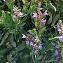 Salvia officinalis GM P9